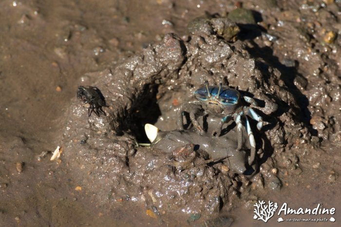 Crabe