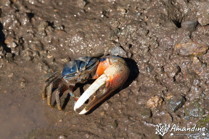 Crabe