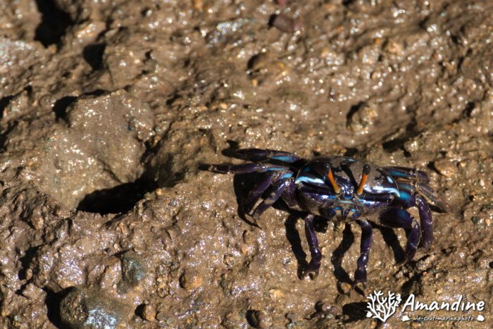 Crabe