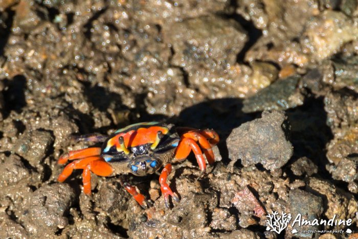 Crabe