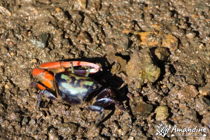 Crabe