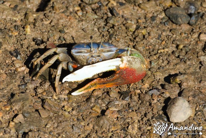 Crabe