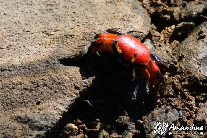 Crabe