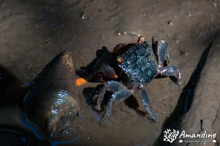 Crabe