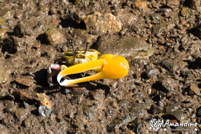 Crabe