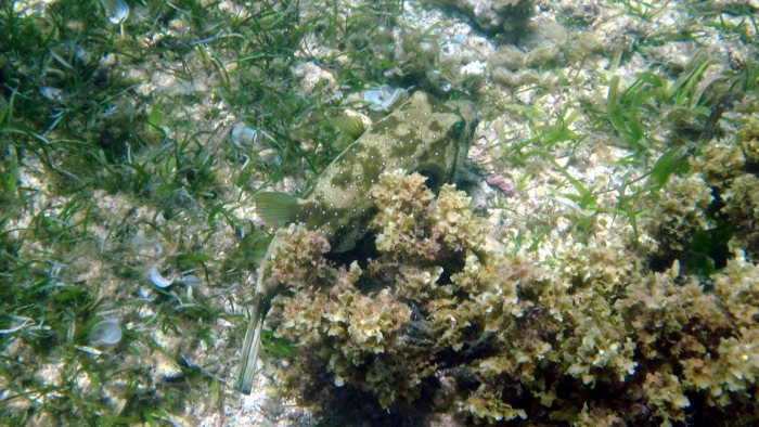 Arothron hispidus