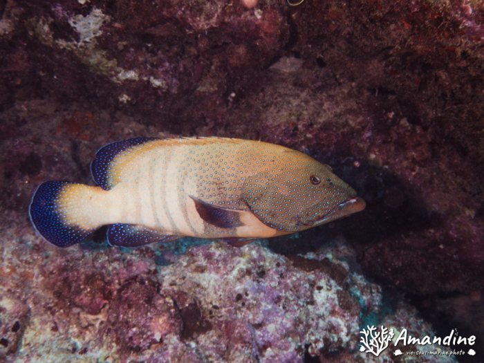 Poissons osseux
