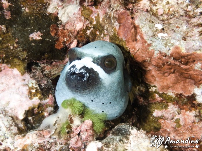 Arothron nigropunctatus