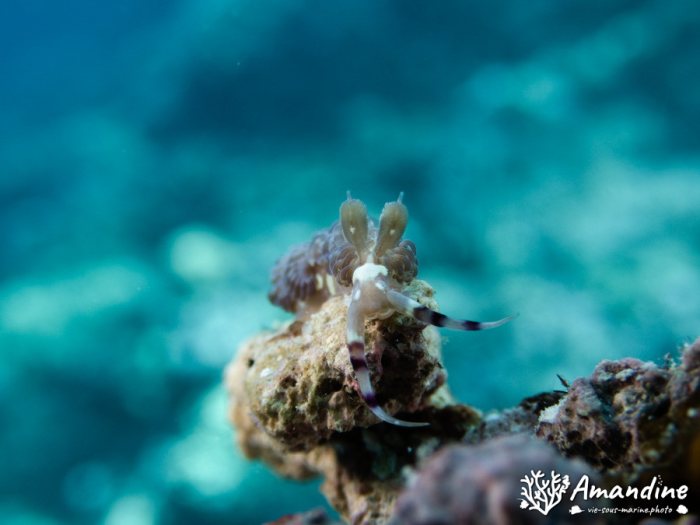 Limaces de mer