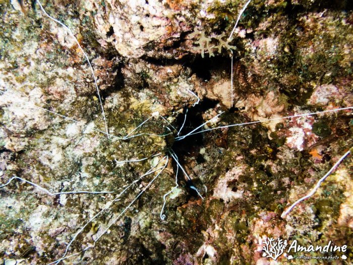 Organismes vermiformes