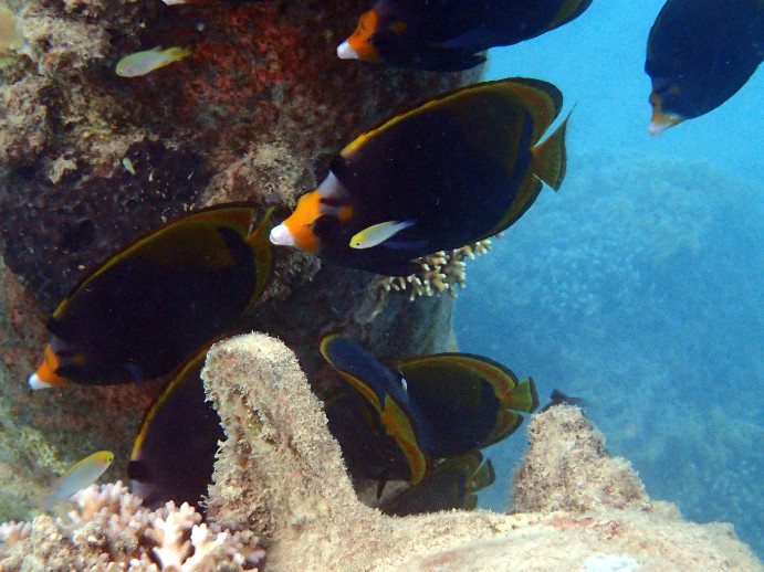 Chaetodon flavirostris