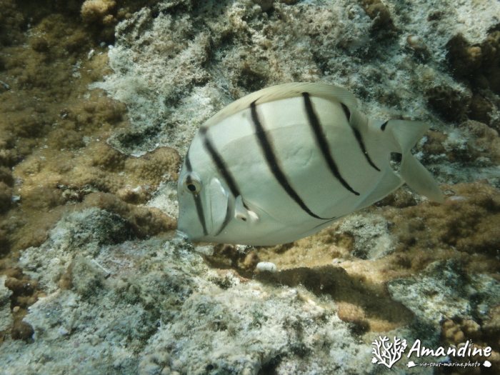 Acanthurus triostegus