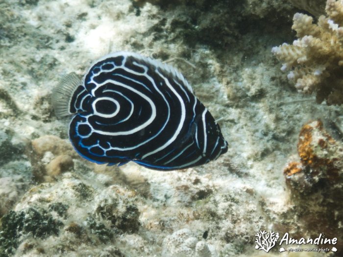 Pomacanthus semicirculatus