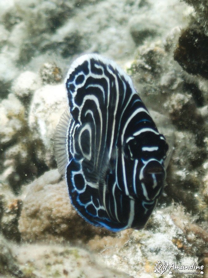 Pomacanthus semicirculatus
