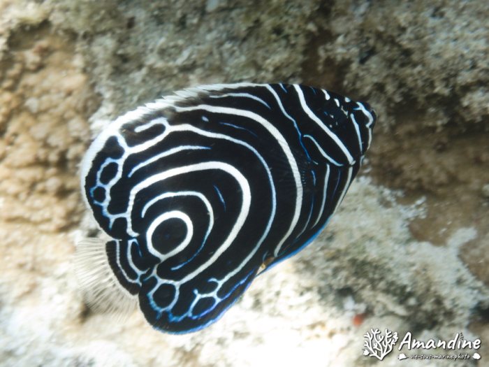 Pomacanthus semicirculatus