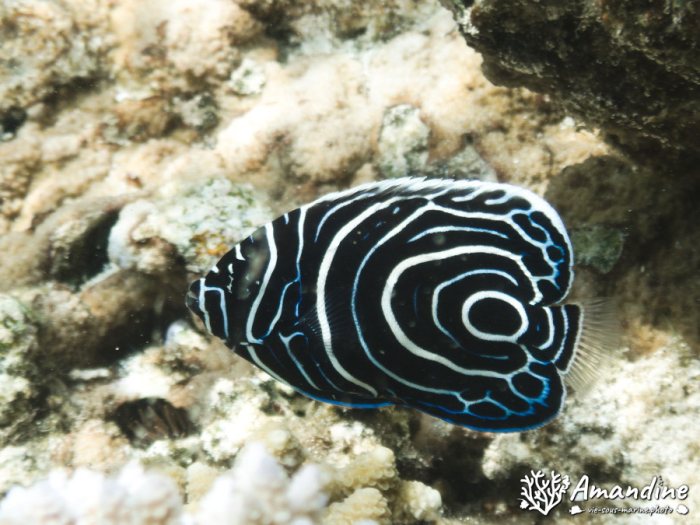 Pomacanthus semicirculatus