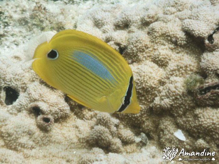 Chaetodon plebeius