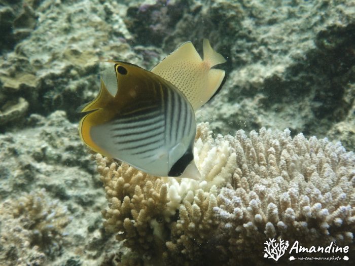 Chaetodon auriga