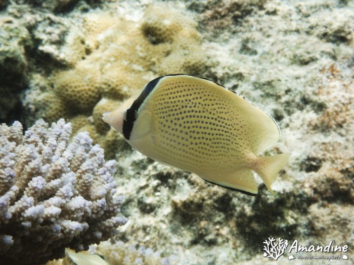 Chaetodon citrinellus