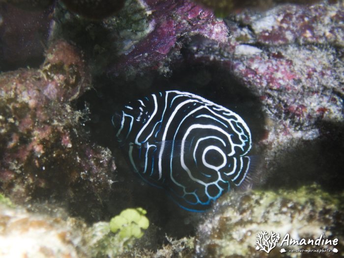 Pomacanthus semicirculatus