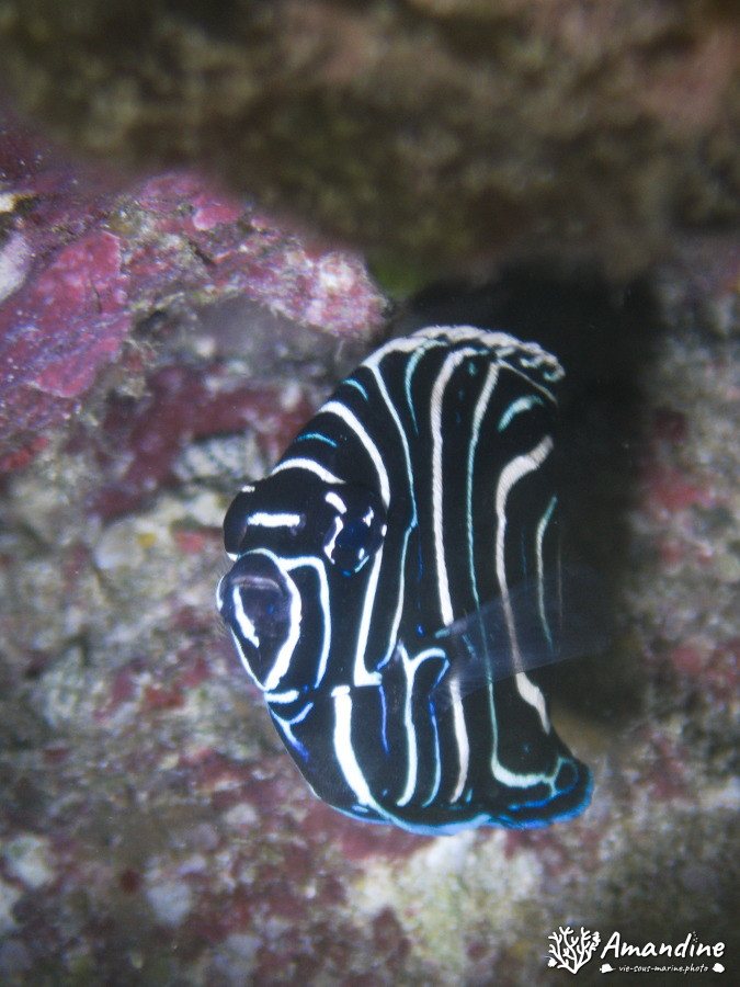 Pomacanthus semicirculatus