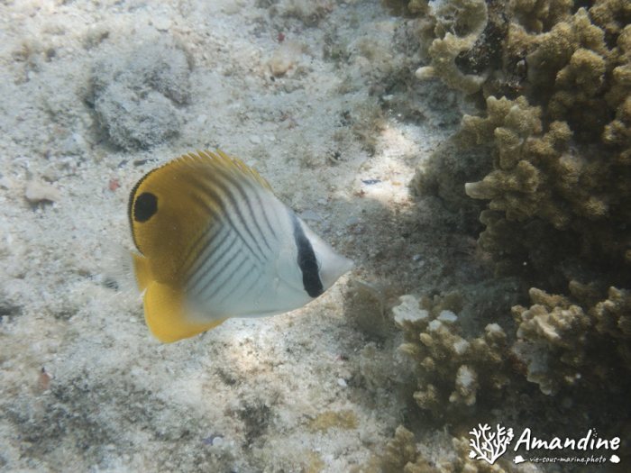 Chaetodon auriga