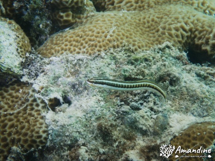 Poissons osseux
