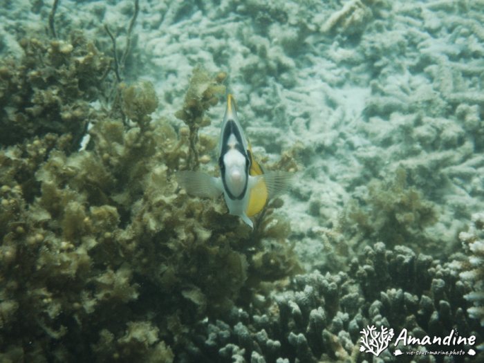 Poisson-papillon