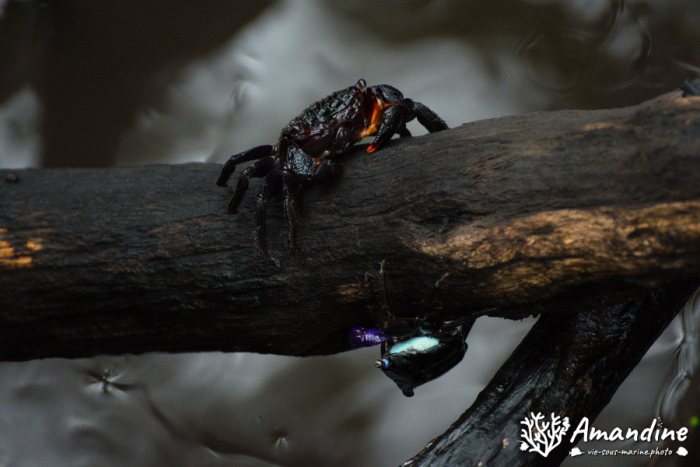 Crabe