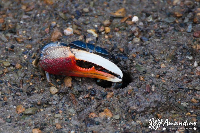 Crabe
