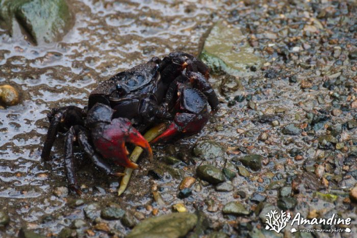 Crabe