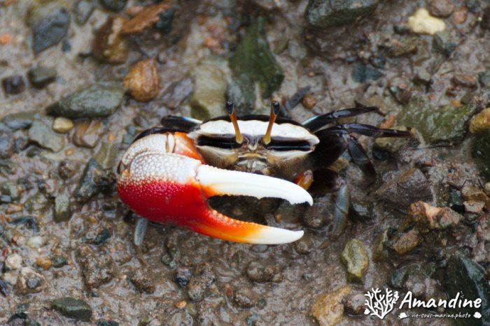 Crabe