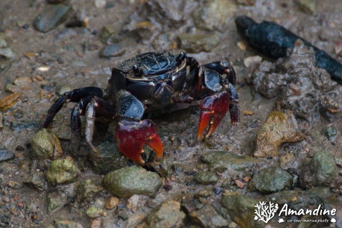 Crabe