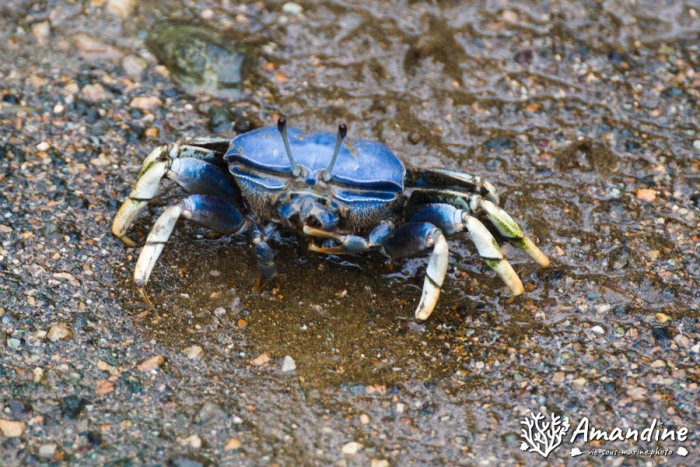 Crabe