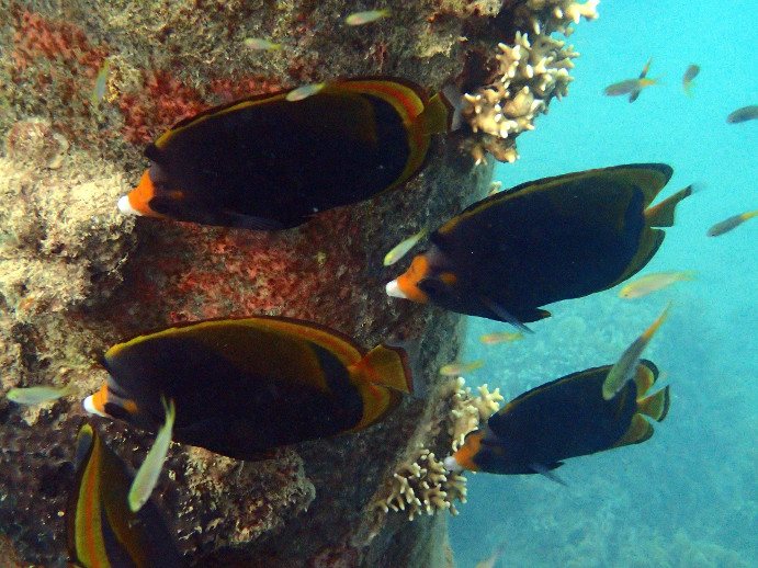 Chaetodon flavirostris
