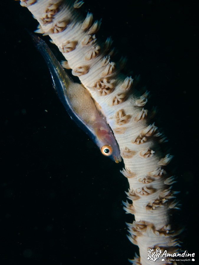 Bryaninops yongei