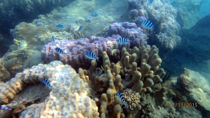 Abudefduf sexfasciatus