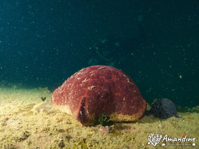 Culcita novaeguineae