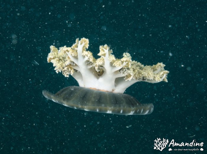 Cassiopea andromeda