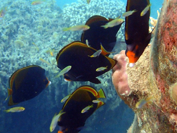 Chaetodon flavirostris