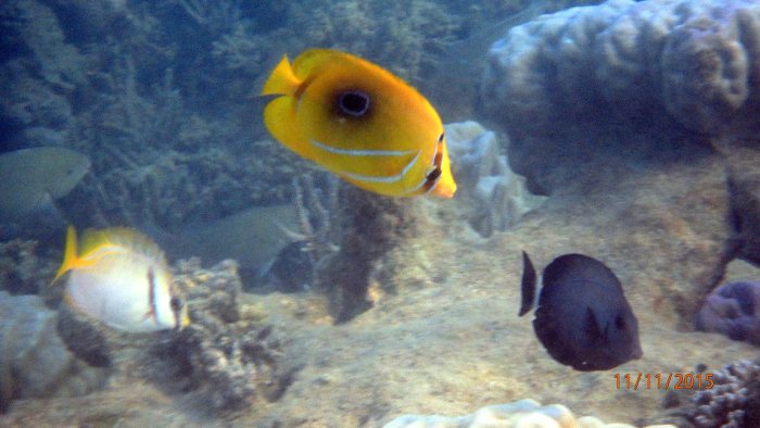Chaetodon bennetti