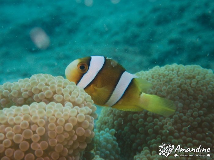 Poisson-clown