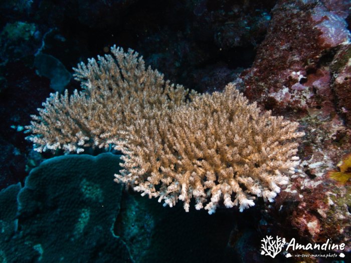 Corail dur