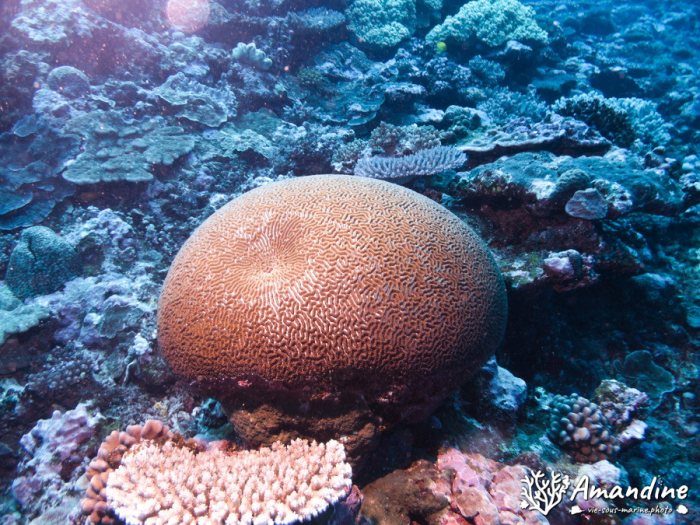 Corail dur