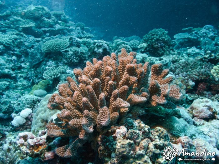 Corail dur