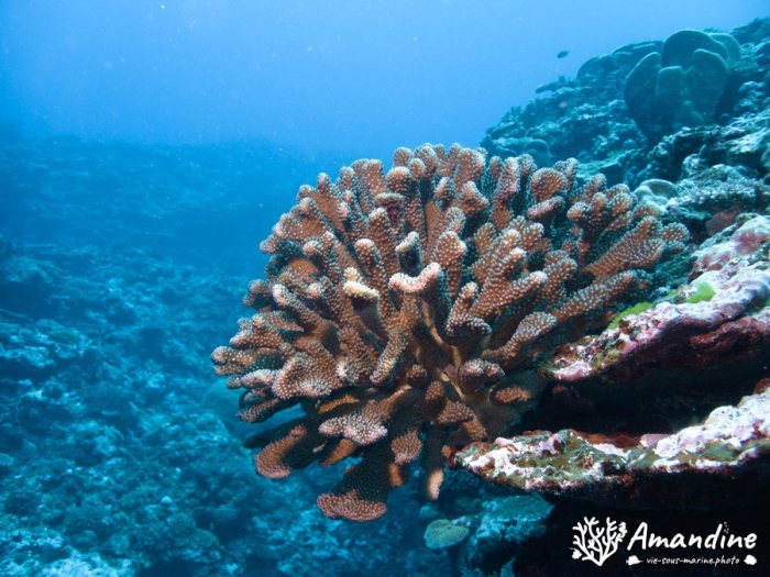 Corail dur
