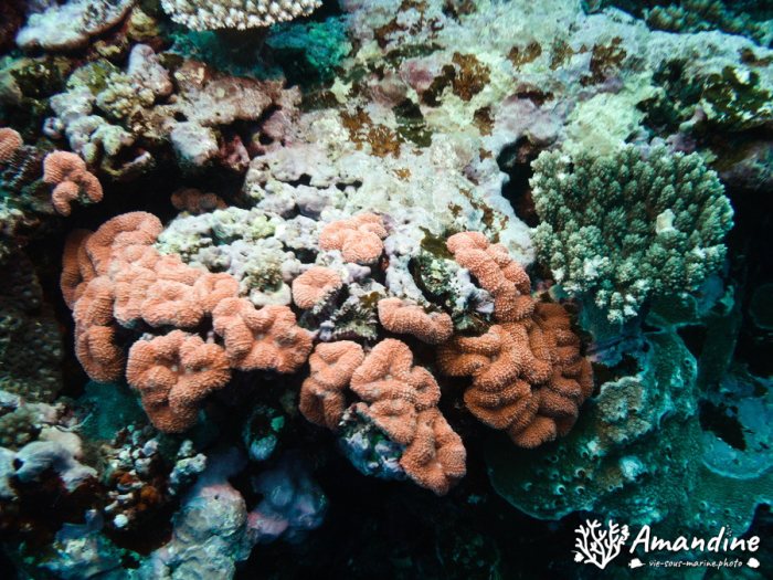 Corail dur