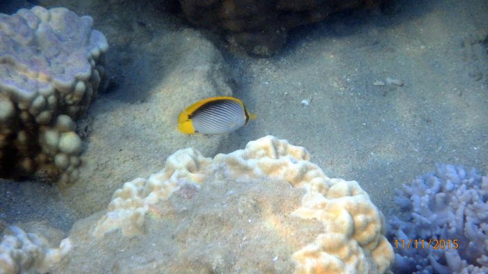 Chaetodon melannotus