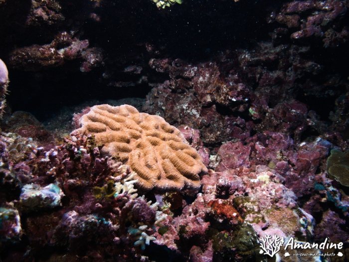 Corail dur