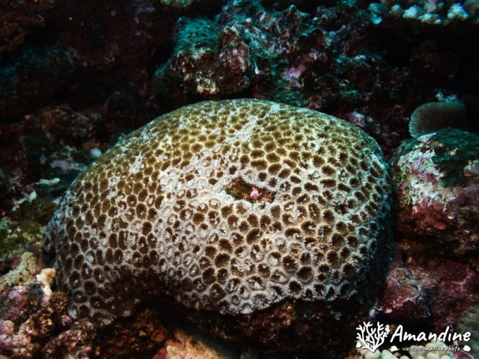 Corail dur